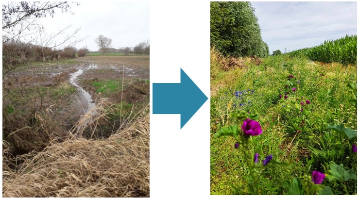 Figure 3. Eroded watercourse (left) and example of grass-flower buffer strip (right)3