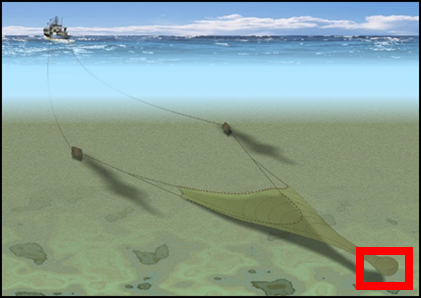Scheme of the bottom trawl net