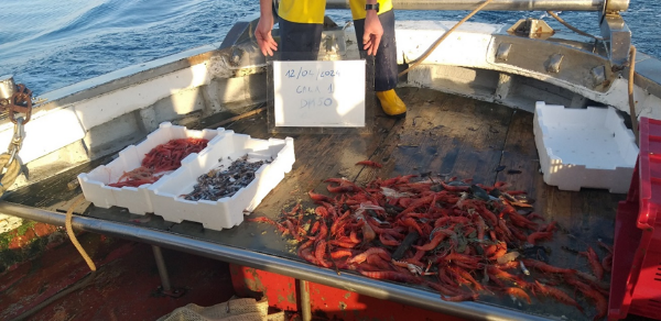 Catches retained in the net (on the vessel deck) and escaped from the codend meshes (polystyrene boxes)