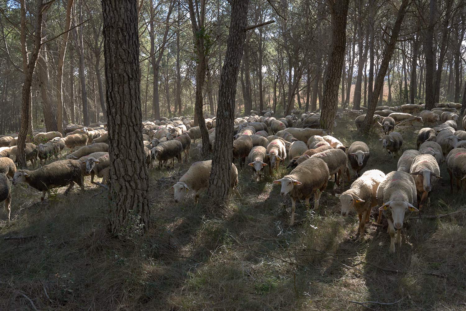 Five sheep and goat shepherds in Spain’s Costa Brava region graze their four-legged brigades in strategic spots identified by the fire department to prevent the most destructive fires.