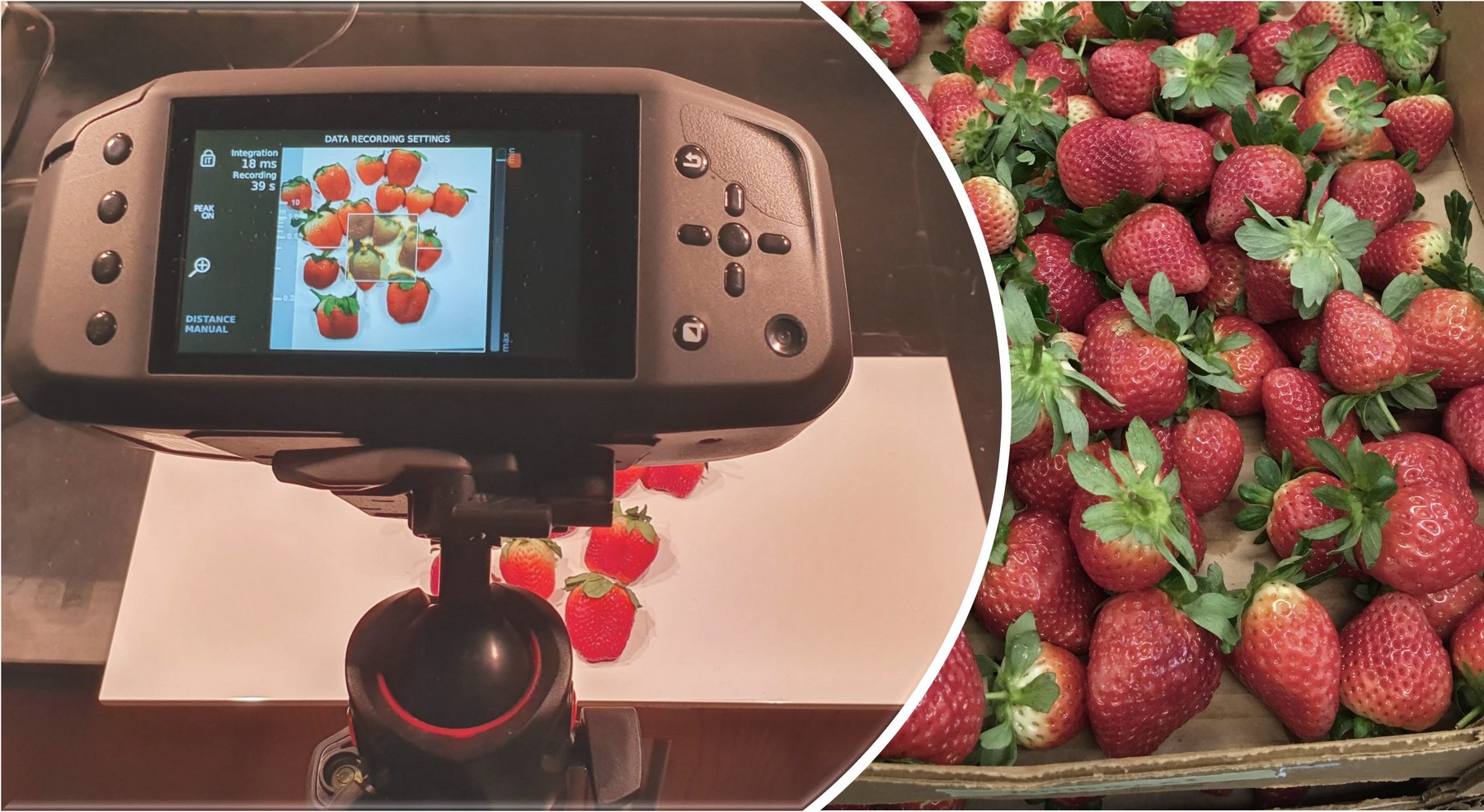 Hyperspectral imaging camera, taking an image of strawberries. © Anastasia Ktenioudaki / FreshProof - 2022
