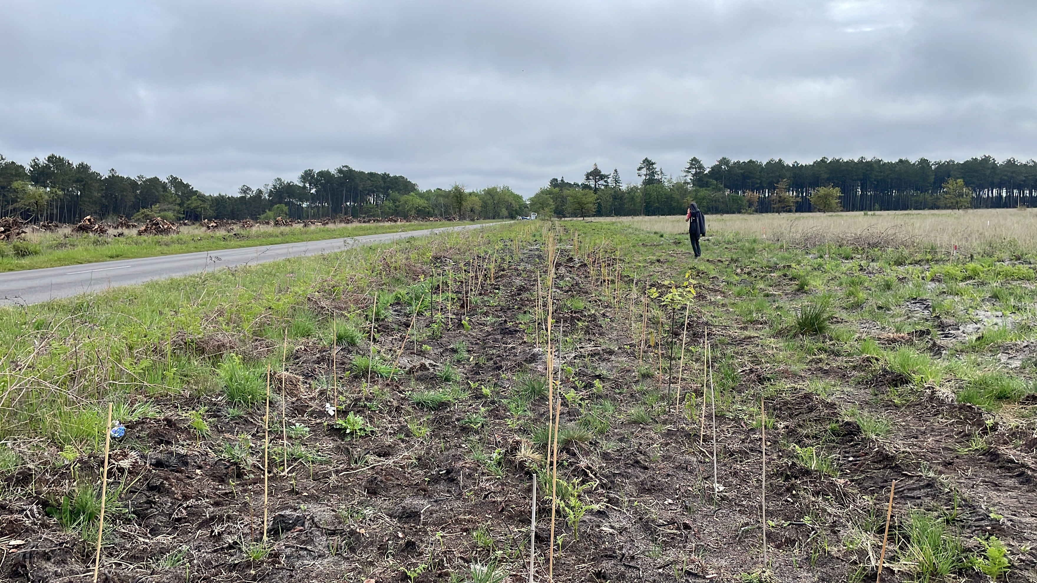 Plantation of hedgerows in Bordeaux, France © Bou Dagher Kharrat, 2023