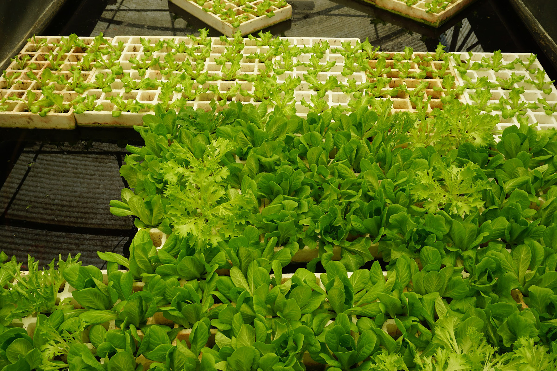 Floating aquaponics beds for herb and salad production in the proGIreg Living Lab in Turin. © proGIreg / Nea Pakarinen, 2022