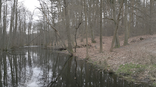 Lokale Flüsse in Deutschland, wie dieser im Wald vor Berlin, verwandeln sich im Sommer in Kontrollstellen für Schulkinder, die Abfälle und Mikroplastik zur weiteren Untersuchung durch Forschende sammeln. 