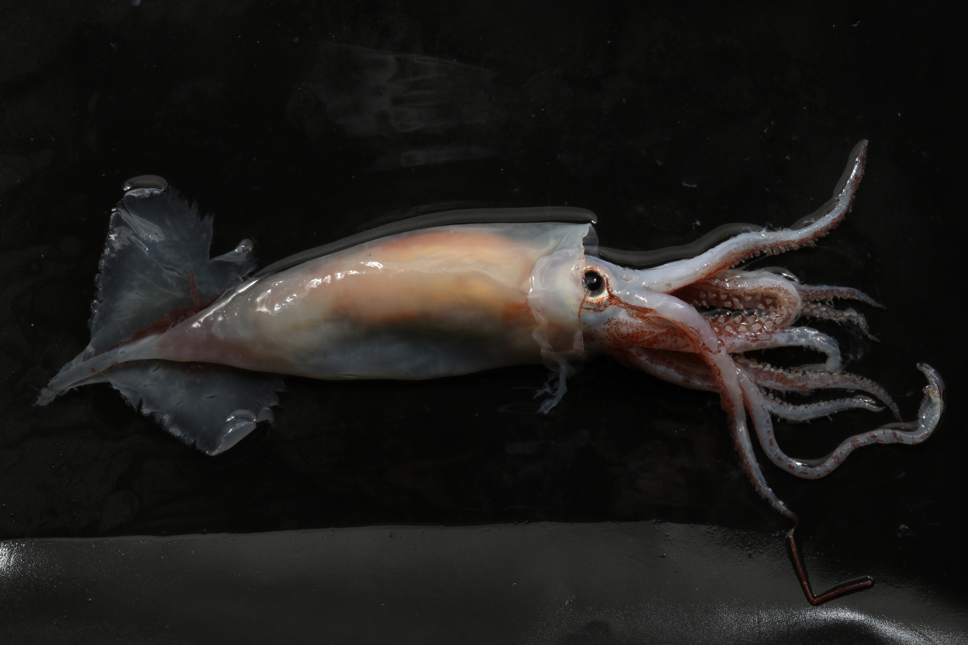 Scientists are studying squids to understand how they are affected by climate change. © Olga Zimina