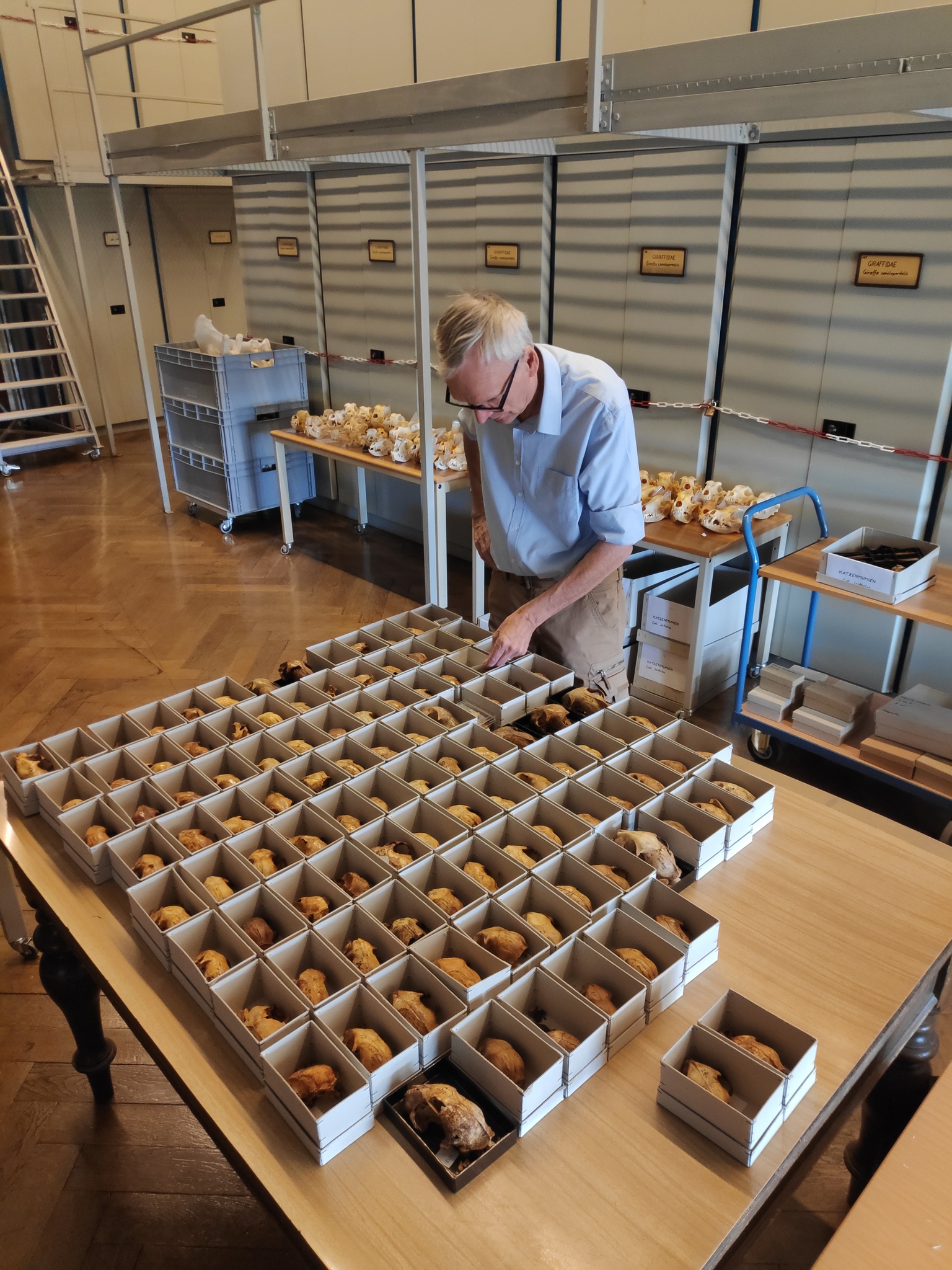 Professor Wim van Neer analyses skulls of cat mummies from the Beni Hassan tombs in Egypt. © Bea De Cupere, RBINS