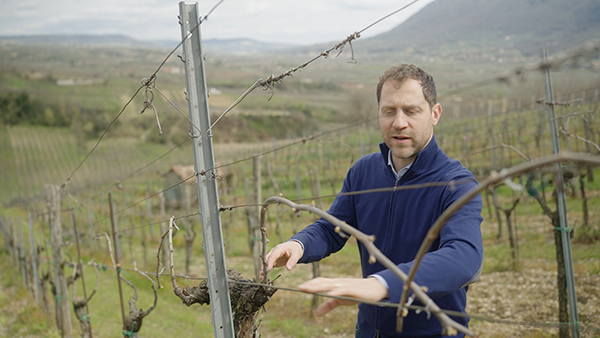 Marco Giulioli, enologist, viticulture cooperative ‘La Guardiense’ in the region of Campania (Italy)