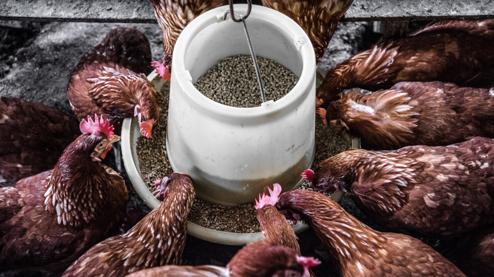 Currently in Europe, preventative measures such as vaccination are used to control the spread of harmful bacteria on poultry farms. Image credit - Arisa Chattasa / Unsplash Currently in Europe, preventative measures such as vaccination are used to control the spread of harmful bacteria on poultry farms. Image credit - Arisa Chattasa / Unsplash