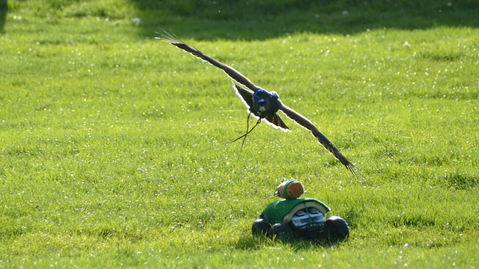 A better understanding of how vision guides flight in birds could potentially translate into more efficient guidance systems for UAVs. Image credit - University of Oxford A better understanding of how vision guides flight in birds could potentially translate into more efficient guidance systems for UAVs. Image credit - University of Oxford