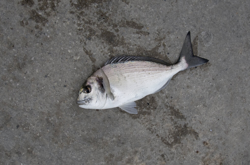 Scientists have found that supplementing plant-based diets with a small amount of selenium would promote the growth of young sea bream. Image credit - Zeynel Cebeci, licensed under CC BY-SA 4.0 