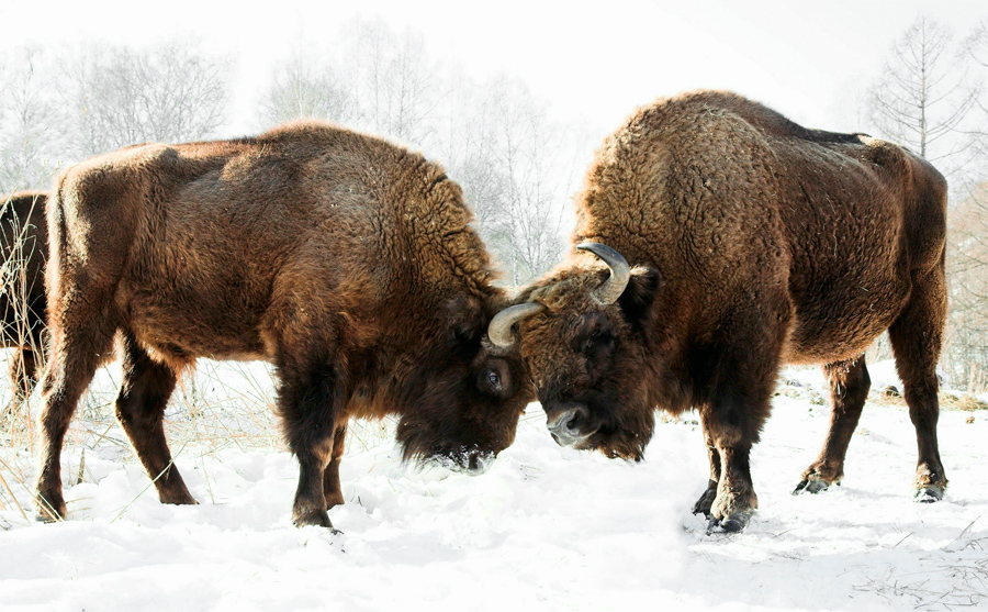 Despite the decline, some 33 endangered species have seen their numbers increase again, in part thanks to conservation and reintroduction programmes such as LIFE. The European bison had been hunted to extinction in the wild at the turn of the 20th century. Specimens bred in captivity were later released into the wild and the population has grown to 1,800 individuals. Image credit – Alexandr frolov CC 3.0 BY-SA