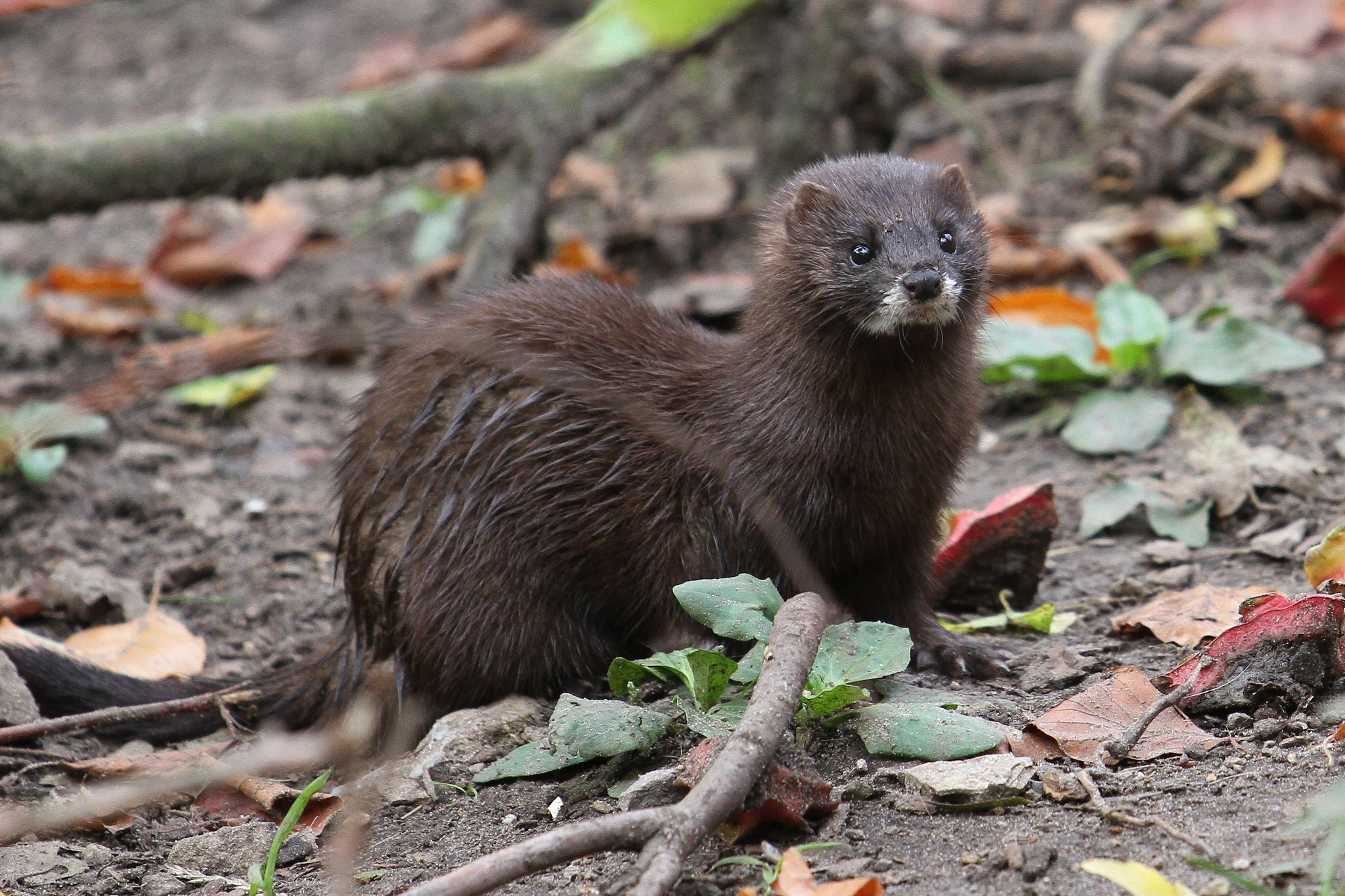 In the EU, 592 species are critically endangered. This is the last stage before a species goes extinct in the wild. Among the critically endangered is the European mink. Its population decreased steadily in the 20th century because of widespread hunting. Threats such as the invasive American mink and a decrease in their food source, crayfish, means their number is expected to decline further. Image credit - European mink by zoofanatic CC 2.0 BY