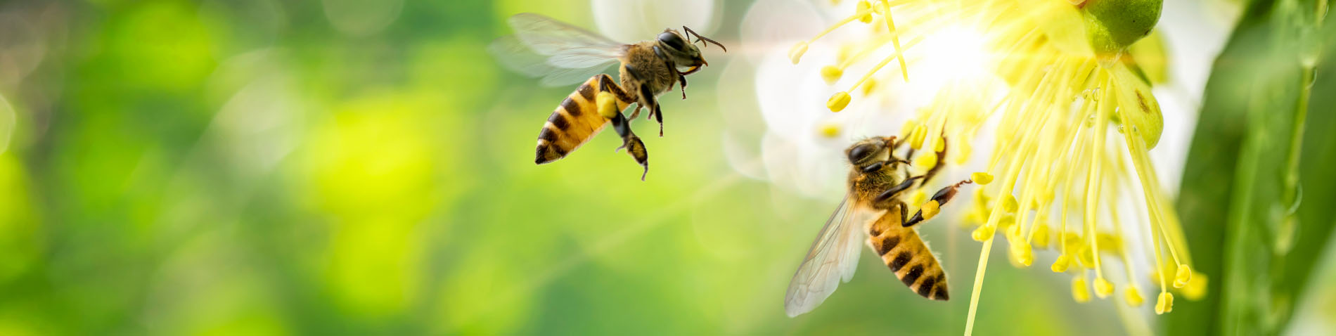 Buzzing insights: tracking bees with robotic flowers and hive sensors ...