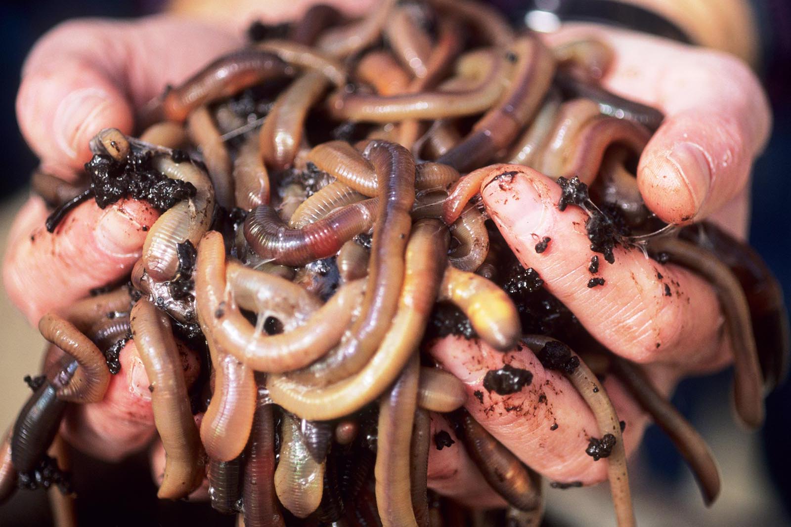 Can Earthworms Solve the Water Scarcity Problem? - The Santa