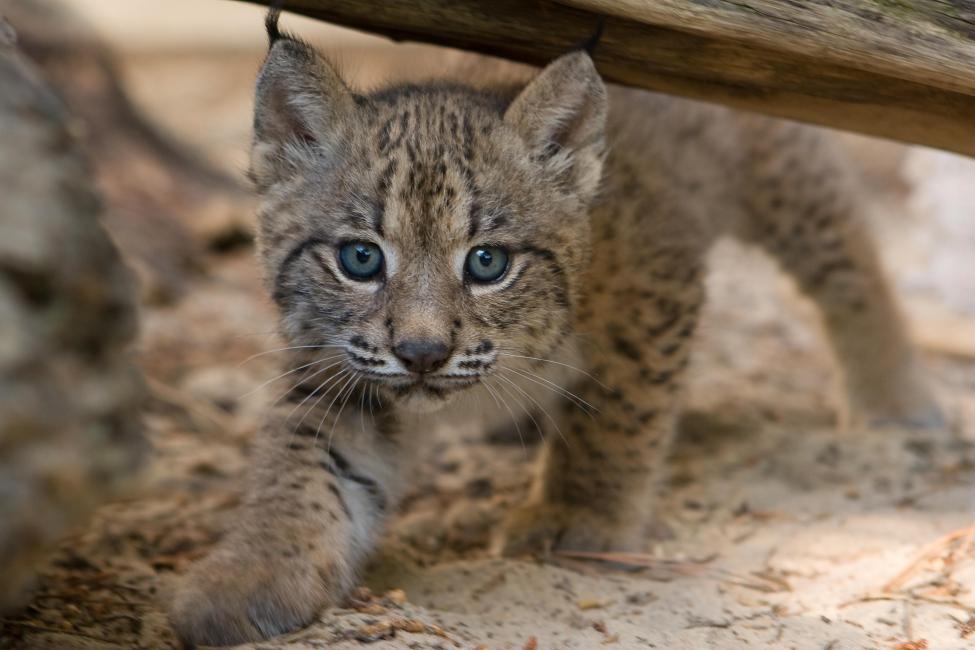 According to the IUCN Red List, 22.7% species are threatened with extinction in continental Europe. The Iberian lynx is the world’s most endangered cat. Thanks to conservation efforts in Spain, individuals were reintroduced in their habitat and their numbers have been steadily increasing over the past decade. Image credit - Iberian cub lynx by lynxexsitu.es CC 3.0 BY