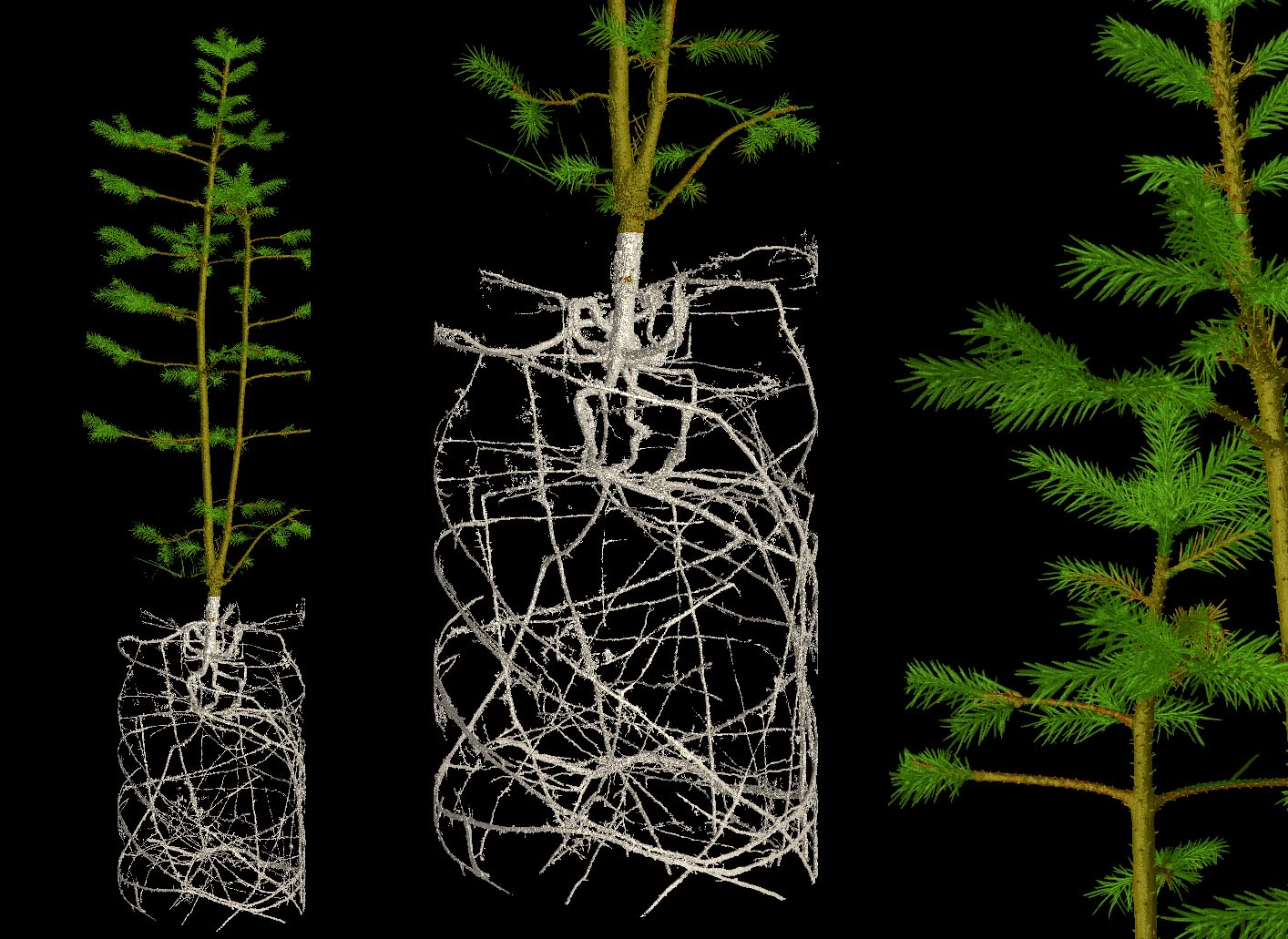 The Norway spruce, traditionally used as a Christmas tree, has evolved to survive the sub-zero temperatures of the Arctic winter. Their thin needles reduce water loss and their roots use as much space as they can. The roots of this two-year-old sapling have been limited by its pot. Image credit - Brian Atkinson
