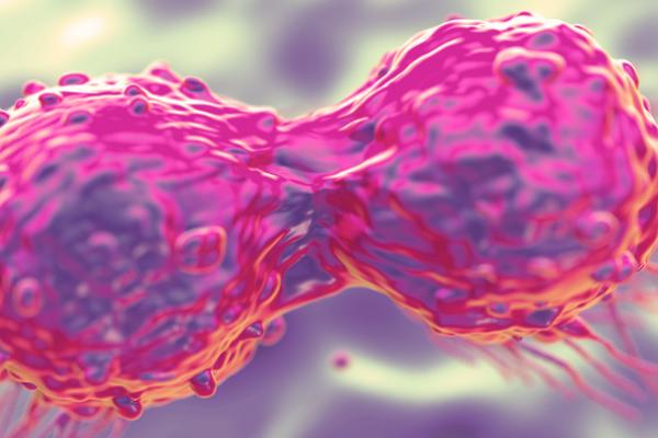 A digital impression of a cancer cell dividing. © Shutterstock/ DTKUTOO 