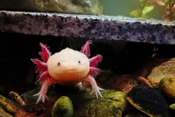 An axolotl salamander in water