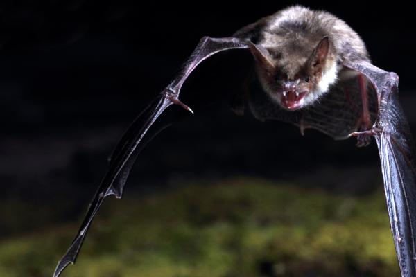AGELESS project researchers are following five colonies of greater mouse-eared bats in northern France. Image: Photothèque Bretagne Vivante SEPNB\ Olivier Farcy