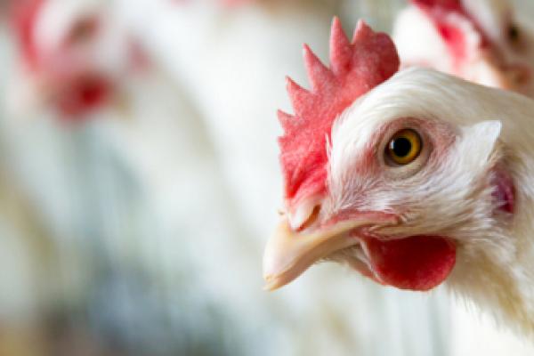 Chicken raised on a diet of insects may be in supermarkets sooner than we think. ©Shutterstock / zhangyang