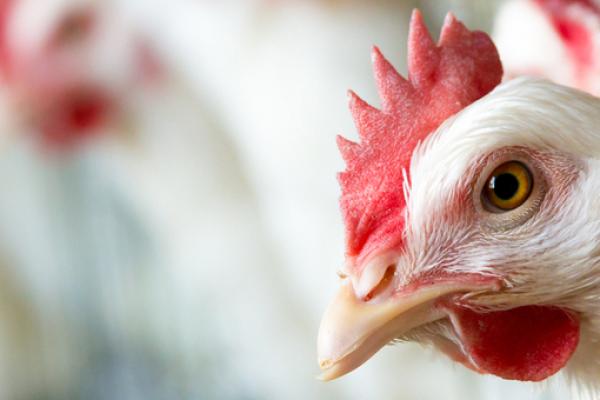 Chicken raised on a diet of insects may be in supermarkets sooner than we think. ©Shutterstock / zhangyang