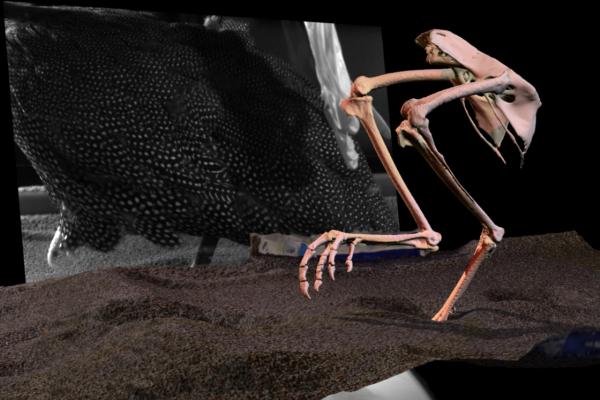 The TRACKEVOL project is using X-ray techniques to model the footsteps of birds in 3D. Image courtesy of TRACKEVOL