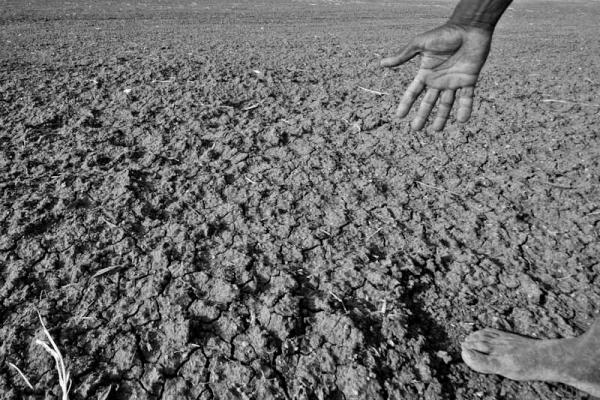 Common crops are under threat from water scarcity and drought in the developing world. Image credit — ‘Drought affected area in Karnataka, India, 2012’ by Pushkarv is licensed under CC BY-SA 3.0