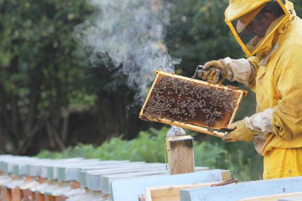 Thanks to EU-funded research, the monitoring of bees in the hive is going wireless. © Shutterstock