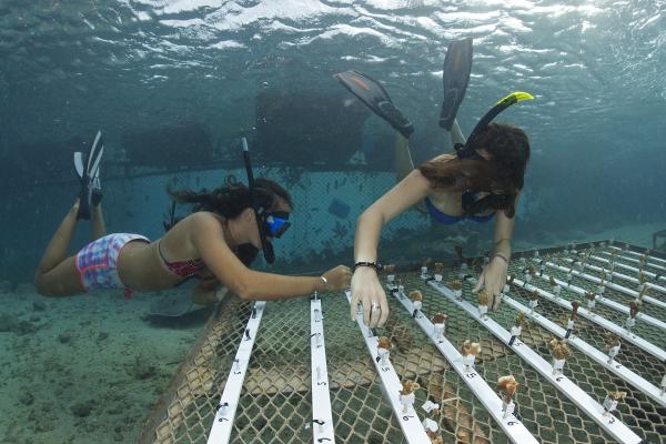 Researchers fix fragments of coral onto an underwater nursery in French Polynesia. © CNRS Photothèque  - VIGNAUD Thomas - USR3278