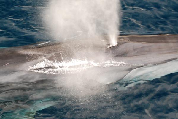 A fin whale surfaces and exhales a spout of warm air. © Shutterstock/Juan Gracia