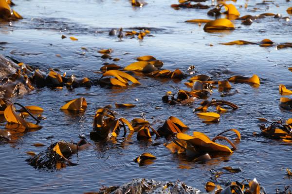 Europe aims to expand seaweed production for health and environmental gains. Image credit: Bjoertvedt, CC BY-SA 4.0