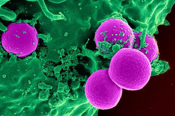 Bacteria such as the ones that live in our guts are becoming more resistant to drugs. Image credit: ‘Human neutrophil ingesting MRSA’ by National Institutes of Health is in the public domain