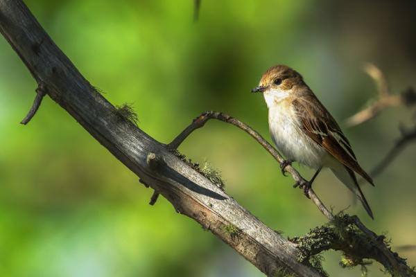 Pied flycatchers are appearing in Norway five days earlier than they used to. Image: Shutterstock/ Juha Saastamoinen