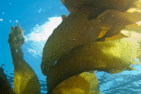 AT~SEA project researchers are aiming to grow seaweed in high yields using underwater textiles. © stevehullphotography 
