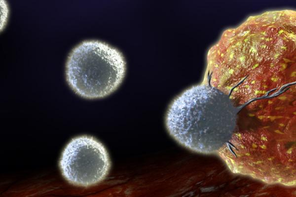 A digital illustration of a T cell attacking a cancer cell. T cells are a type of white blood cell crucial to the human immune system. © Shutterstock/ Andrea Danti