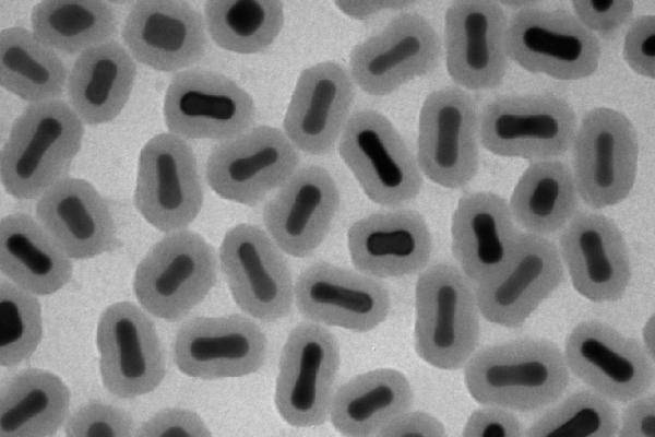 Gold nanorods, modified with a silica shell, could help track the course of artificially programmed stem cells within the body. Image courtesy of Joan Comenge, University of Liverpool