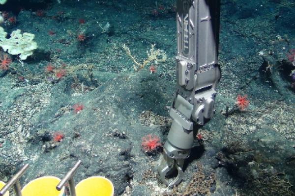 Dr Robinson's project to explore corals in the Atlantic Ocean was made possible by the ERC, an EU-funded body set up to foster blue-sky research. Image ©Tropics