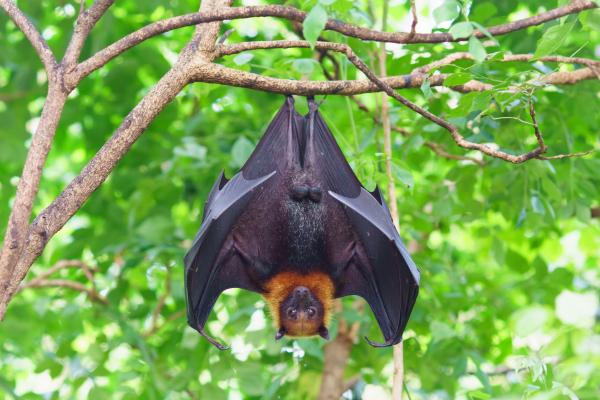 Bats are one of the most misunderstood mammals. © jekjob, Shutterstock