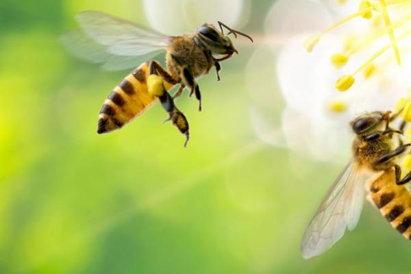 Tracking bees with a radar could ensure they and the ecosystem remain healthy. © MERCURY studio, Shutterstock
