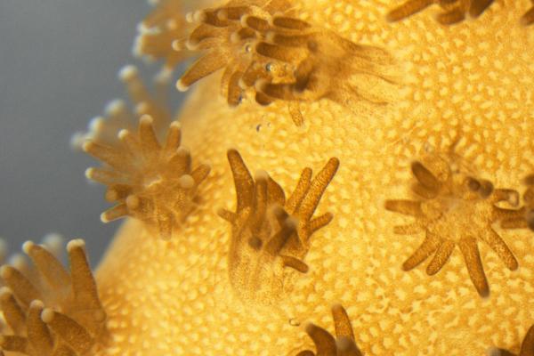 The structure of coral polyps provide an ideal habitat for colonies of Symbiodinium sp. algae to grow. Image credit - Dr Wangpraseurt 