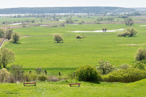 Permanent grasslands account for more than 30% of EU agricultural areas. © ThomBal, Shutterstock.com 