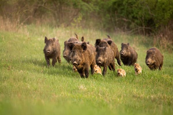 Wild boar can transmit African swine fever to pigs, the EU’s biggest livestock population. © JMrocek, iStock.com