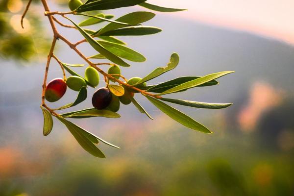 Only about 25% of an olive is used for the prized oil. Image credit: Lucio Patone on Unsplash