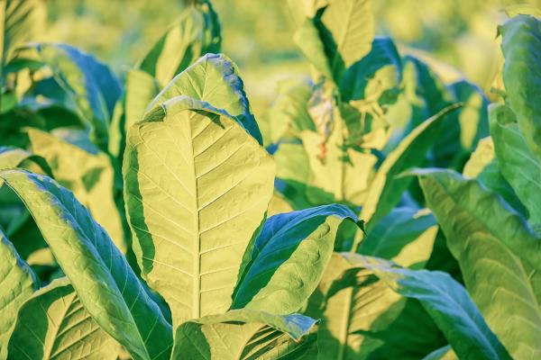 Special biomolecules and compounds for medical use are being grown in plants like the commercial tobacco plant. Image credit - Pixabay/Couleur, licenced under Pixabay licence