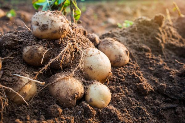 Potatoes freshly dug in a field.