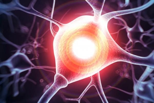 Illustration of a human human nerve cell © Shutterstock/Sebastian Kaulitzki 