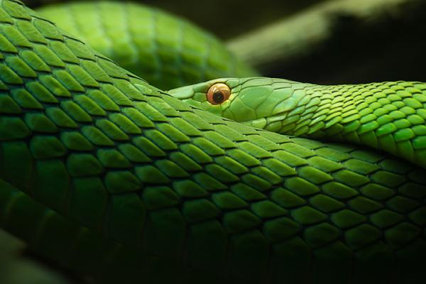 The mamba is a focus of EU research into better treatments for snakebites. © ENEKO GUERRA RODRIGUEZ, Shutterstock.com