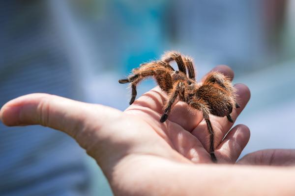 Virtual-reality technology could help cure people of phobias including about spiders. © Leena Robinson, Shutterstock.com
