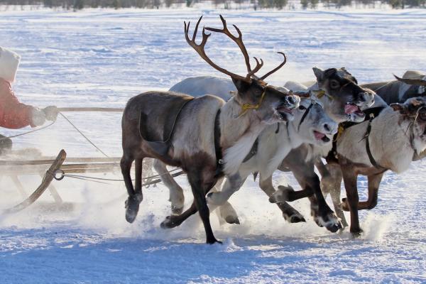 EU researchers are exploring centuries-old ties between Arctic peoples and reindeer. © Grigorii Pisotsckii, Shutterstock.com