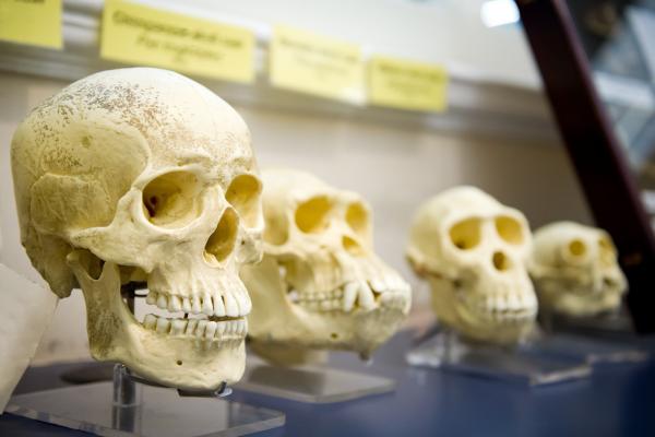 Advances in genome sequencing technology make it possible for scientists to compare the DNA of people alive today with DNA extracted from very old skeletons. © JuliusKielaitis, Shutterstock